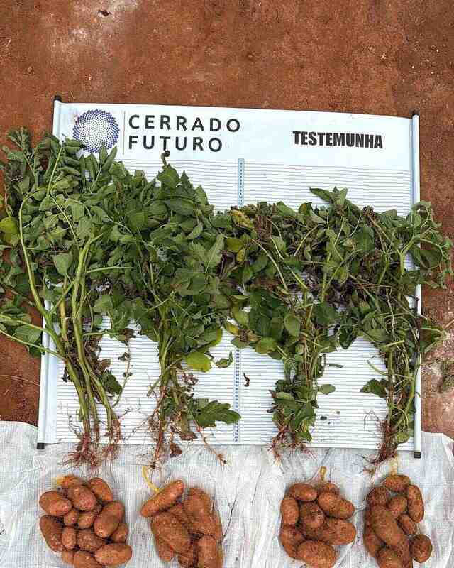 Plantas e tubérculos de batata organizados para comparação de tratamentos em campo