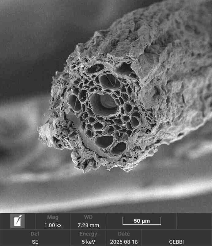 Microscopia de raiz: amostra sob protocolo NM-mRNA